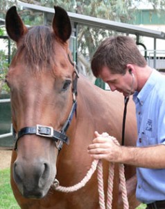 Ben-Ledez-veterinarian